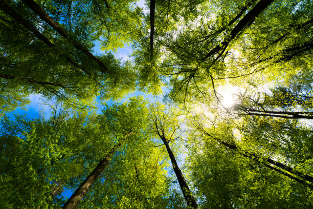 Malvaux engagement durabilité ADN du groupe, produits certifiés et forêts gérés durablement